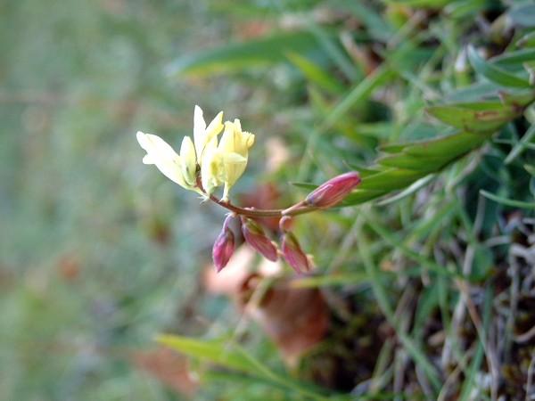 Polygala flavescens / Poligala gialla